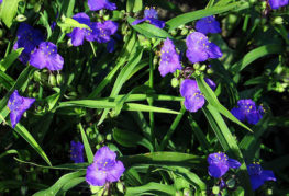 Jardin fleuri Tradescantia