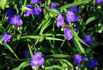 Vườn hoa tradescantia