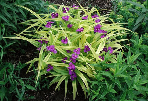 Jardin Tradescantia Bush