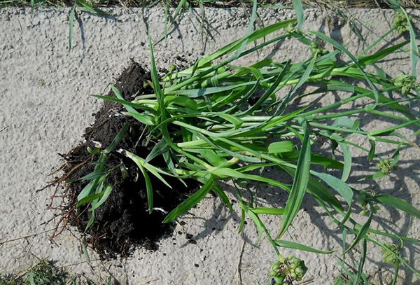 Dela trädgårdens tradescantia buske