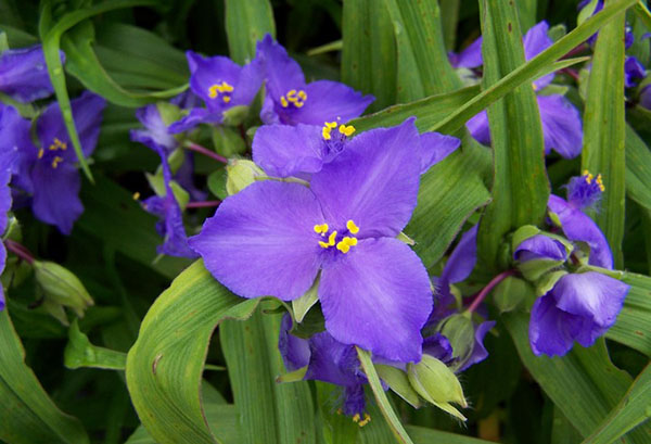 Fleur de jardin tradescantia