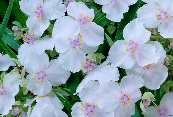 Fleurs blanches de jardin tradescantia