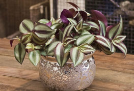 Pot avec tradescantia zebrin