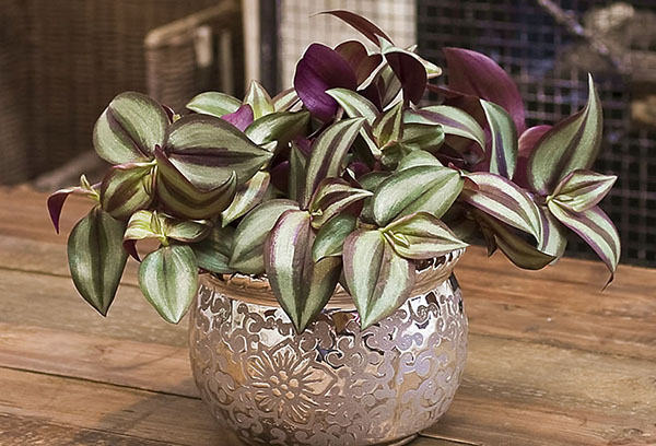 Kruka med tradescantia zebrin