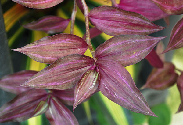 Tradescantia hängande