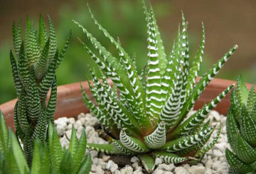 Haworthia i en kruka