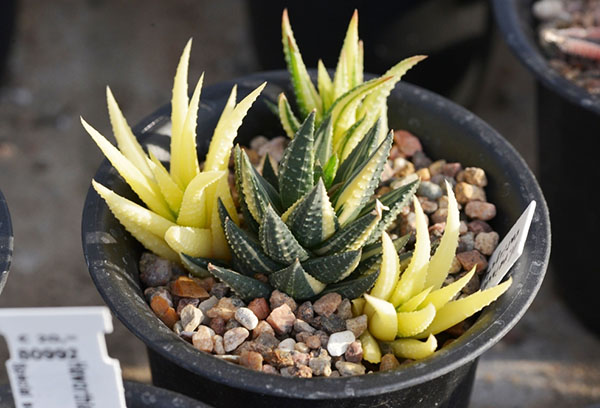 Haworthia jaune