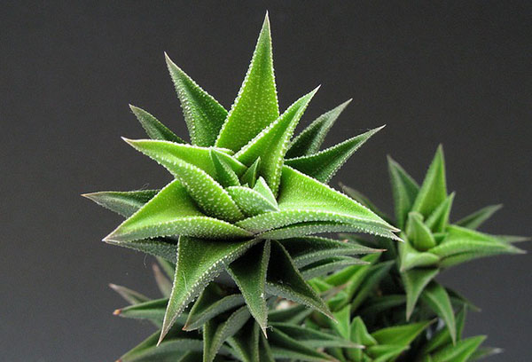 Haworthia