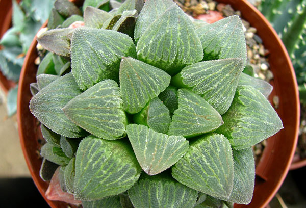 Haworthia