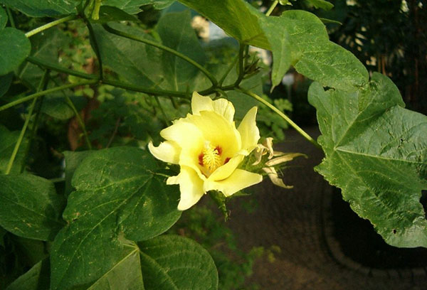 Fleur de coton jaune