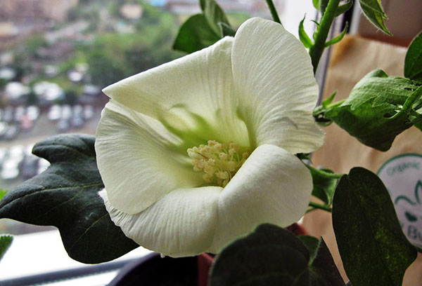 Coton fleuri à la maison