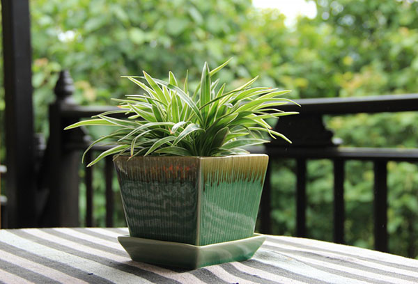 Chlorophytum dans un bol en céramique