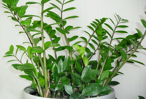 Zamioculcas i en bred kruka