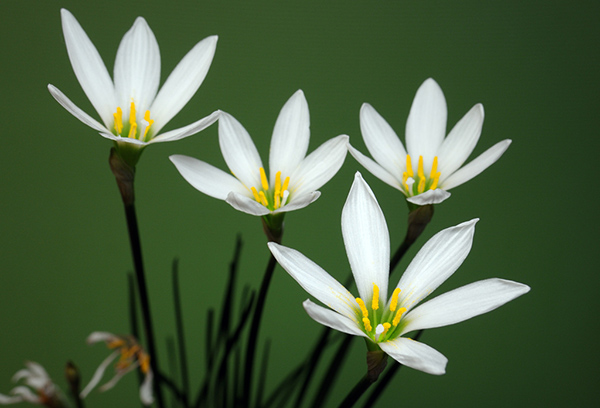 Zéphyranthes blancs