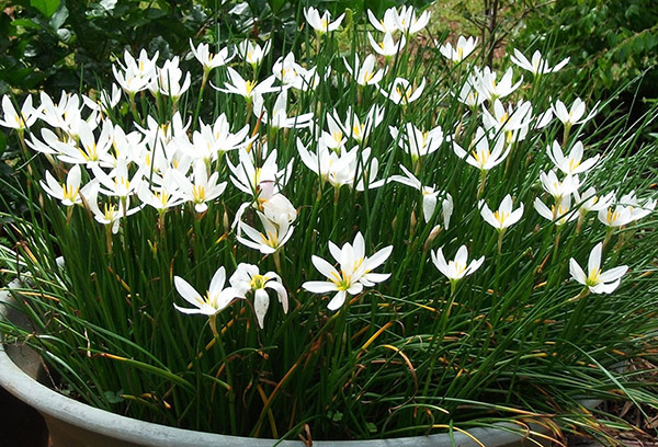 Parterre de fleurs avec zéphyranthes