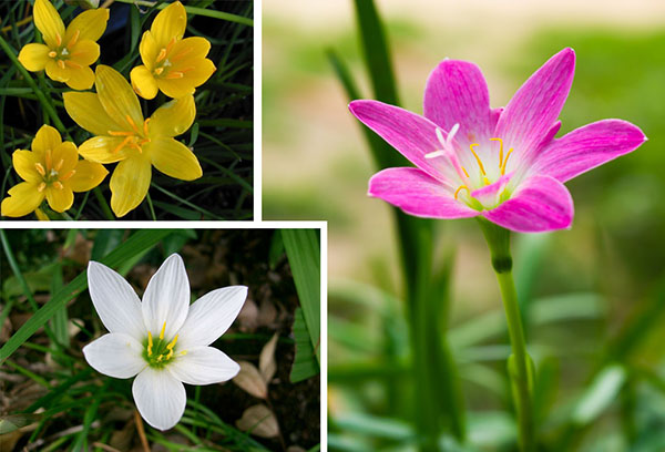 Các loại zephyranthes