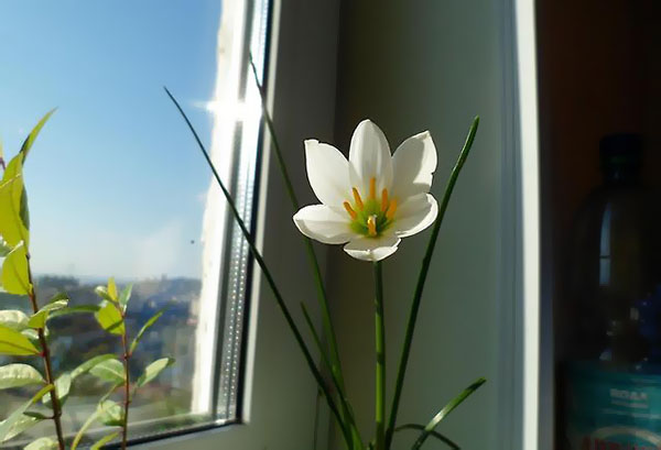 Blooming Zephyranthes sur le rebord de la fenêtre