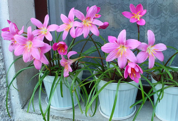 Zephyranthes roses