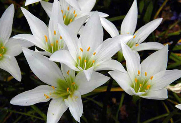 Zephyranthes trắng