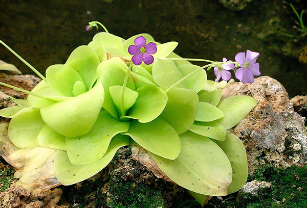 Zhiryanka dans la nature