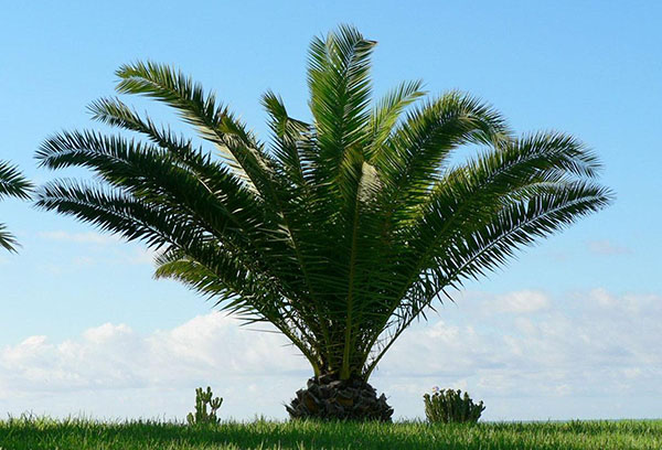 Cicas dans la nature