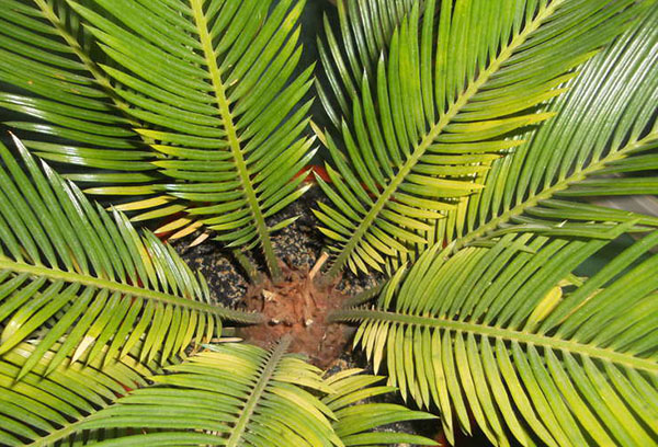 Cycas lämnar gula