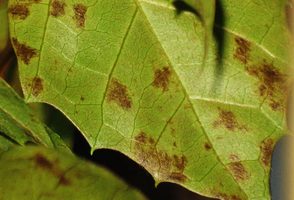 Taches sur les feuilles de cissus