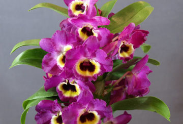 Orchidée en fleurs dendrobium nobile