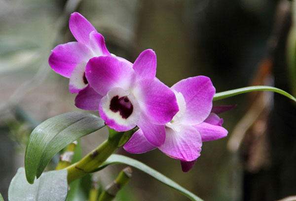 Fleurs d'orchidées