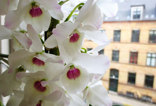 Fleur d'orchidée sur le rebord de la fenêtre