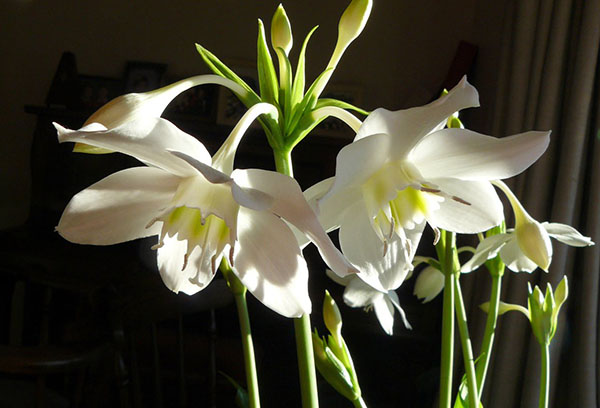 Eucharis blommor