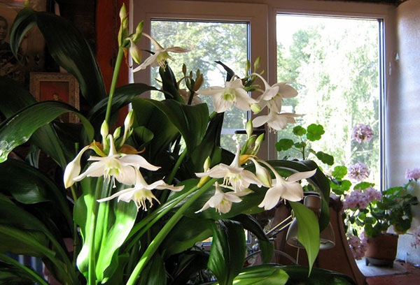 Eucharis en fleurs