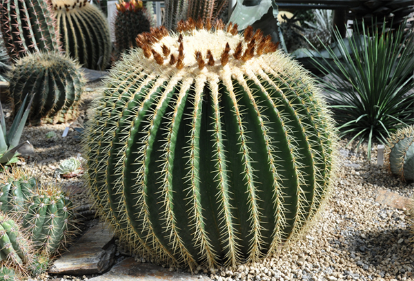 Echinocactus i naturen