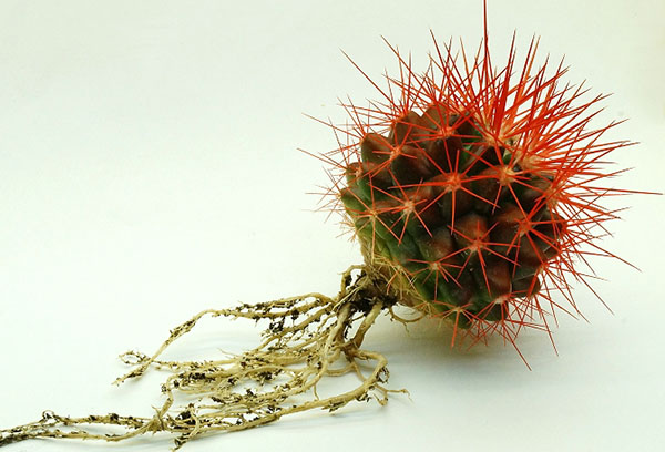 Echinocactus avec des racines débarrassées du sol