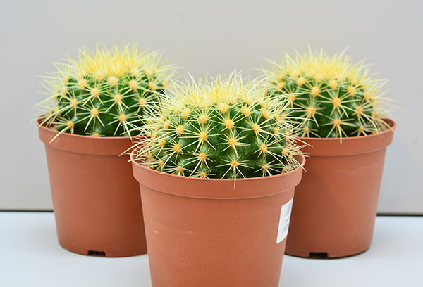 Pots avec Echinocactus Grusoni