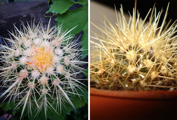 Friska och skadade exemplar av echinocactus gruzoni