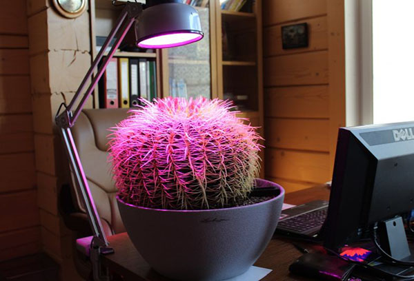 Kompletterar echinocactus med fytolamp