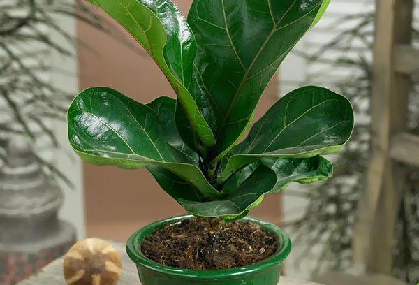 Lyre ficus dans un pot