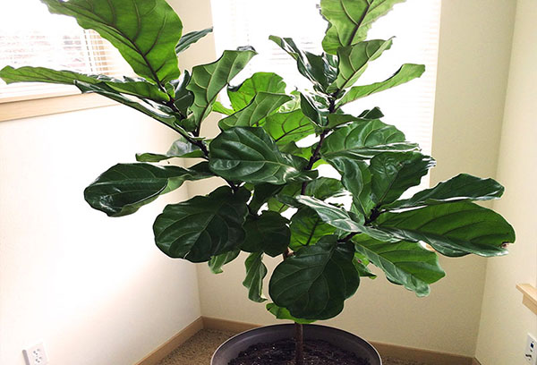 Kronlyre ficus