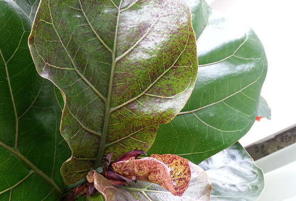 Taches sur les feuilles de lyre ficus