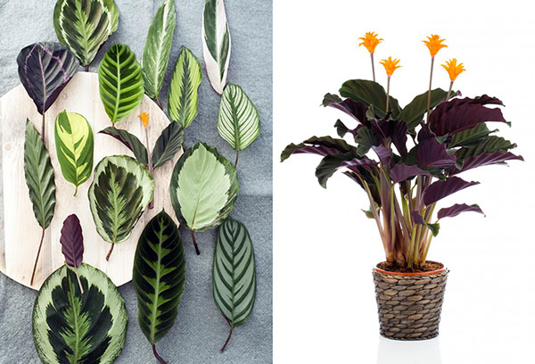 Feuilles et fleurs de calathea