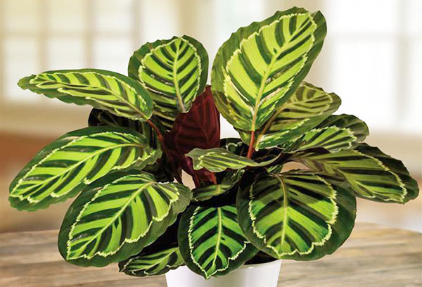 Pot avec calathea