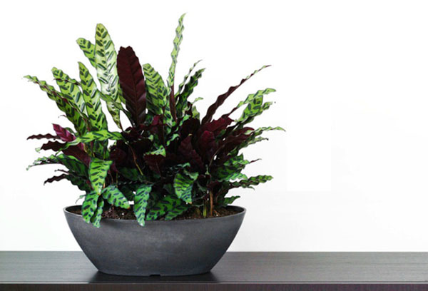 Calathea i en bred kruka