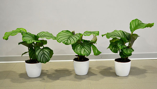 Reproduction de calathea