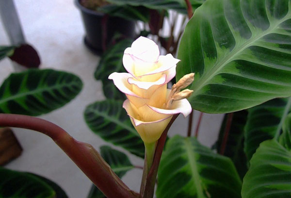 Calathea à fleurs