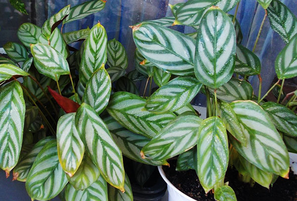 Sécher les pointes des feuilles de calathea