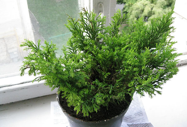 Pot avec cupressus sur le rebord de la fenêtre