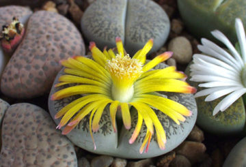 Blommande lithops