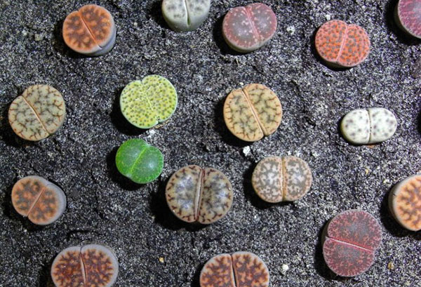 Olika typer av lithops