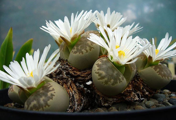 Lithops en fleurs